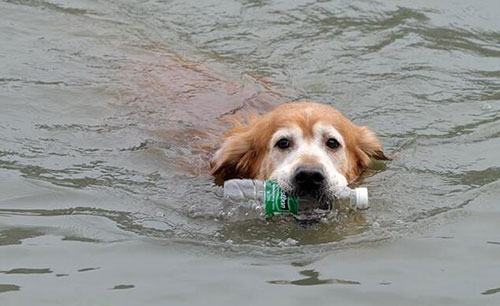 愛撿瓶子的環保狗狗 主動撿瓶子丟垃圾桶